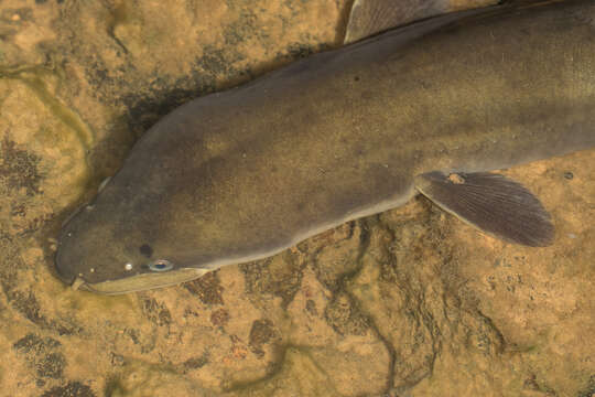 Image of Longfin eel