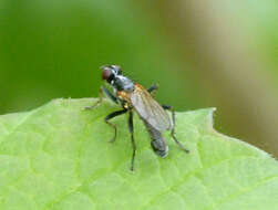 Image of Empis tessellata Fabricius 1794