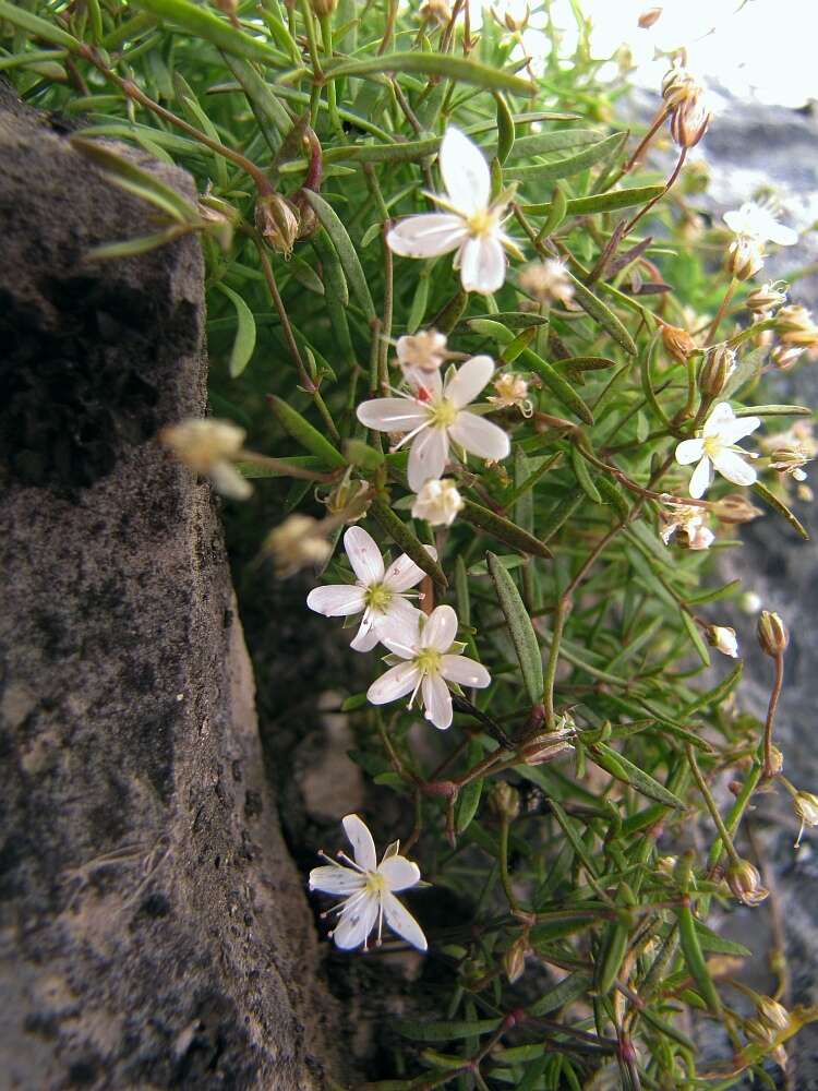 Imagem de Moehringia villosa (Wulfen) Fenzl