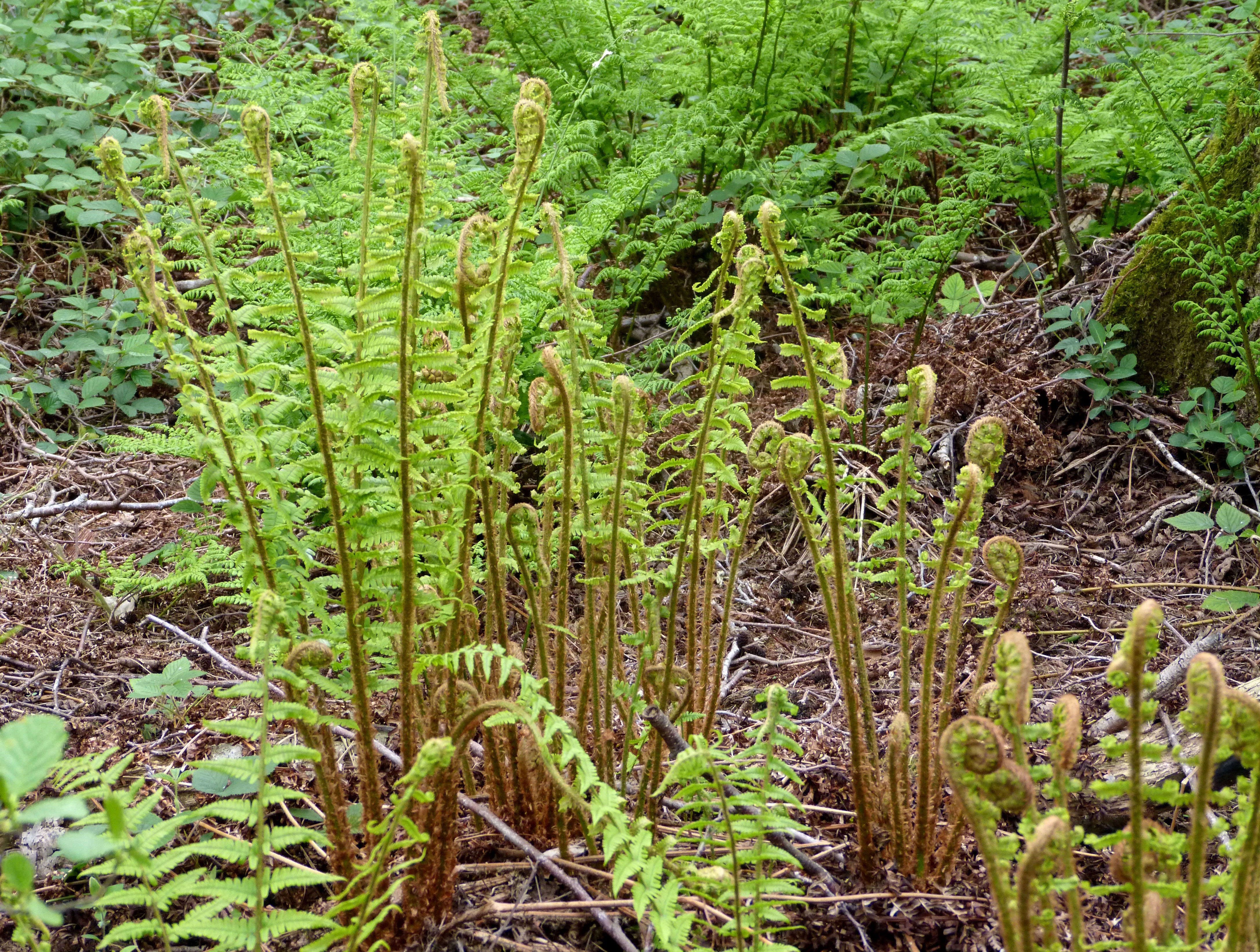 Image of male fern