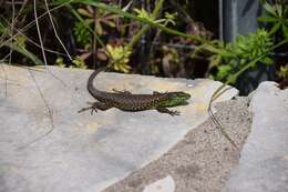 Image of Blue-throated Keeled Lizard