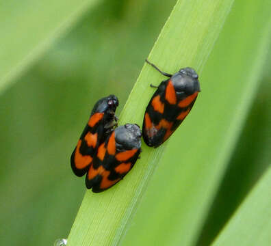 Image of Red-and-black Froghopper