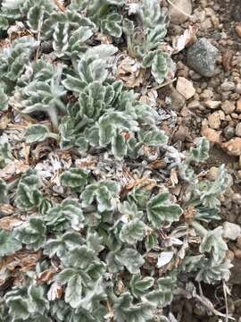 Слика од Potentilla holmgrenii D. F. Murray & Elven