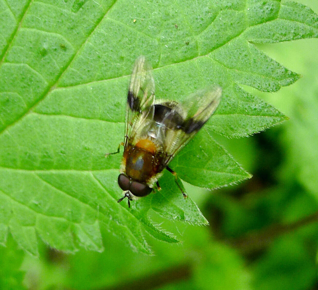 Leucozona lucorum (Linnaeus 1758) resmi