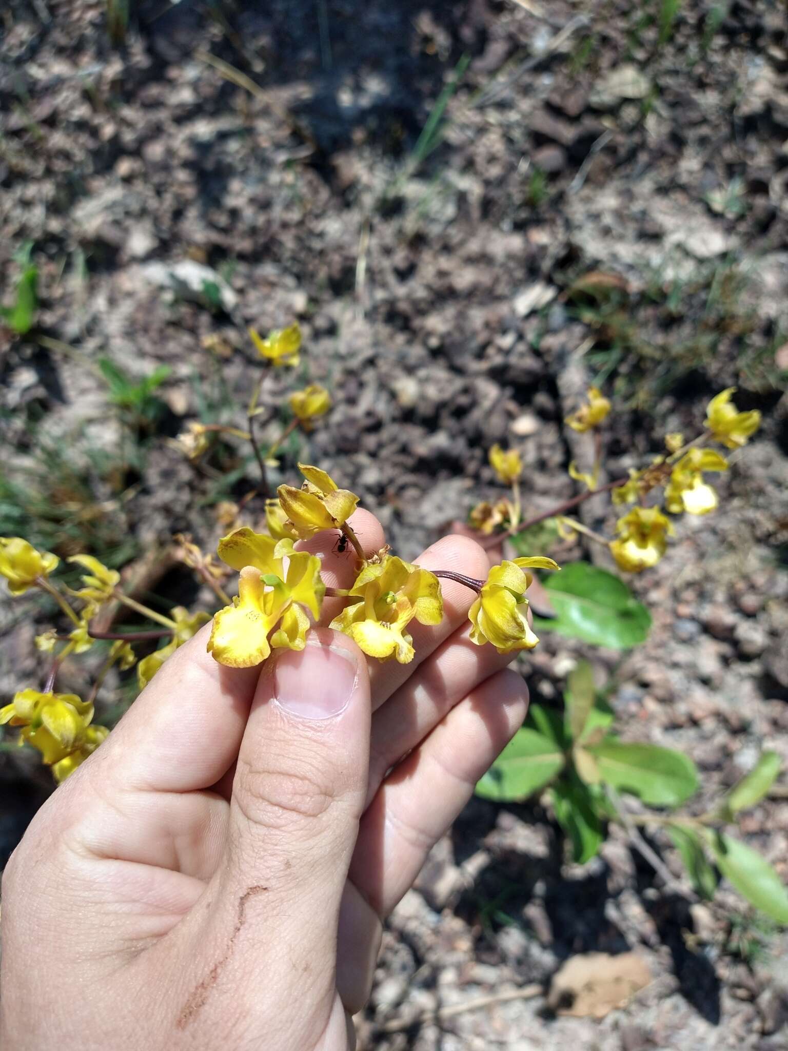 Image of Cyrtopodium eugenii Rchb. fil. & Warm.