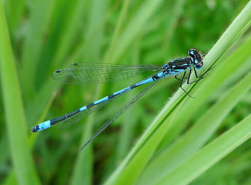 Image of Variable Bluet