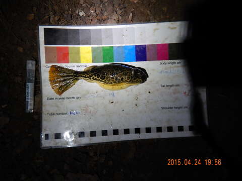 Image of Fresh Water Puffer Fish