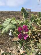 Слика од Malva assurgentiflora (Kellogg) M. F. Ray