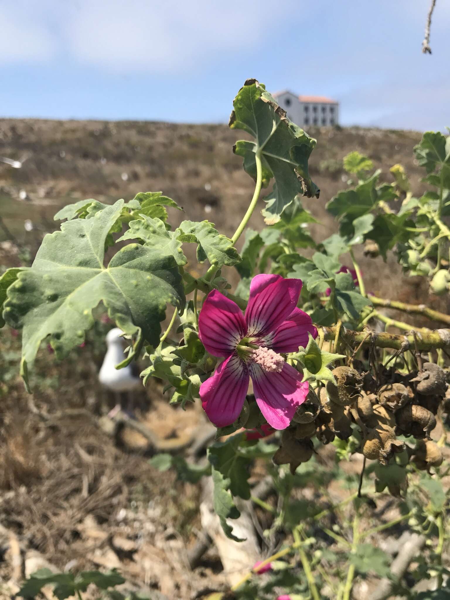 Слика од Malva assurgentiflora (Kellogg) M. F. Ray