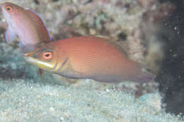 Image of Disappearing wrasse