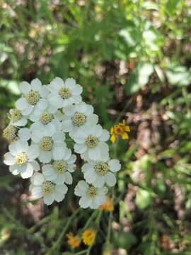 Image of Achillea ledebourii Heimerl