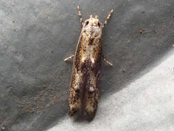 Image of Apple pith moth