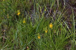 Image of yellow asphodel