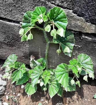 Image of Brazilian Begonia