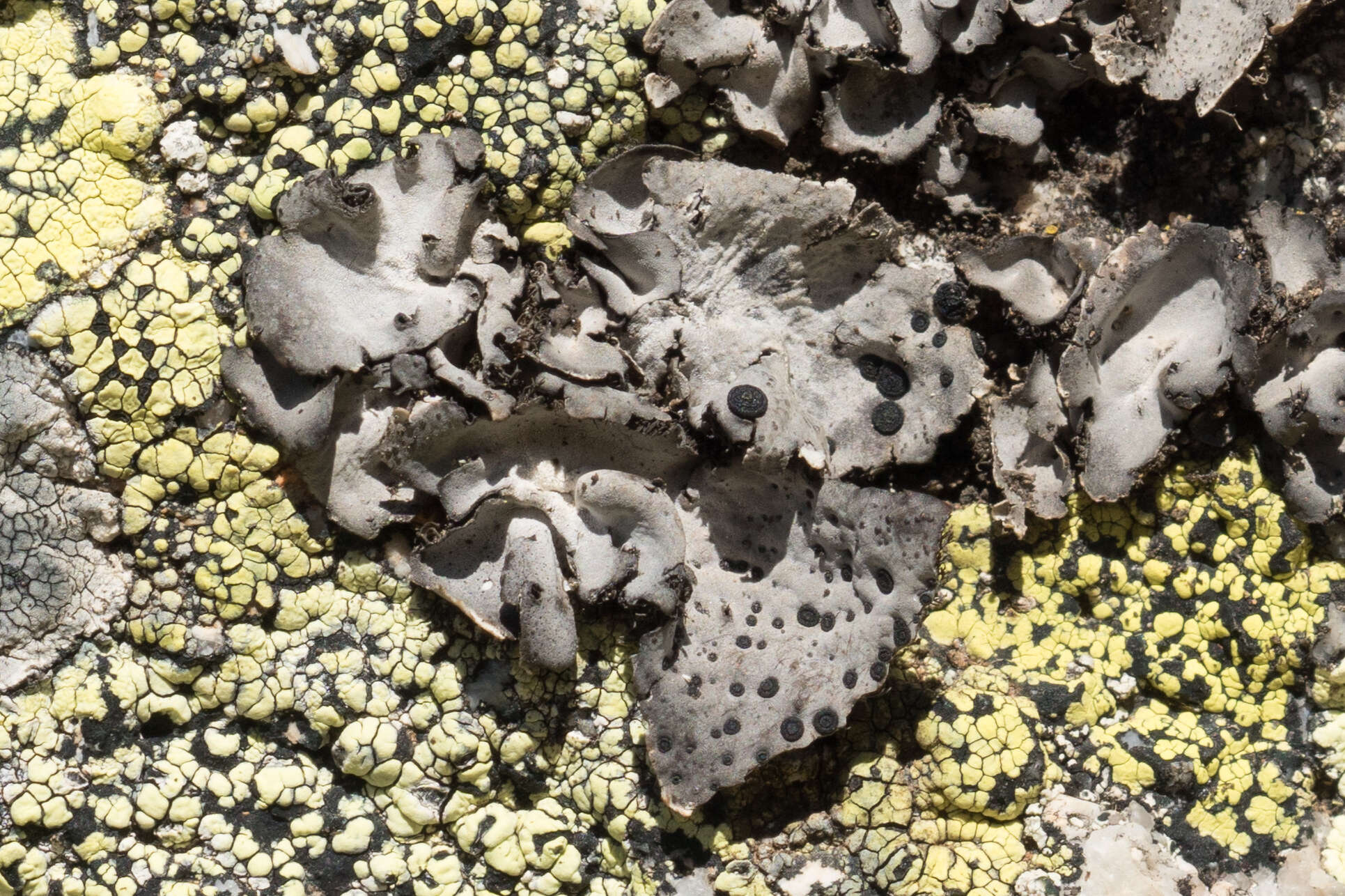 Image of Buttoned rock tripe lichen