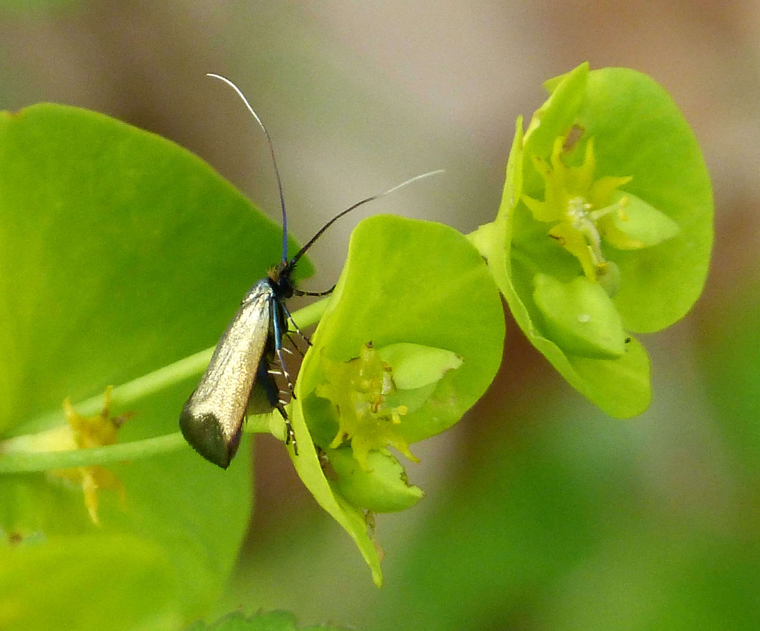 Image of Adela reaumurella