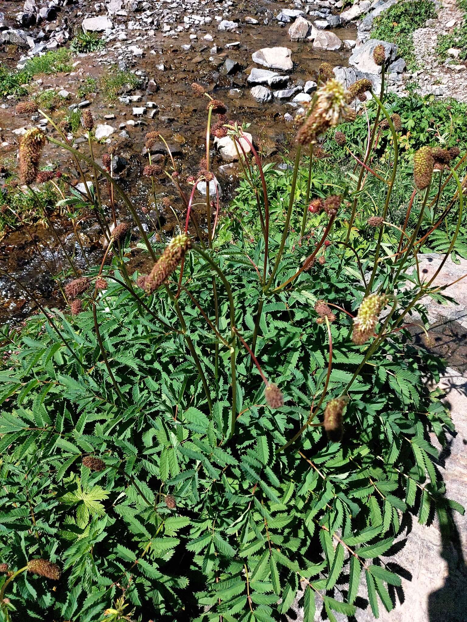 Imagem de Sanguisorba alpina Bunge