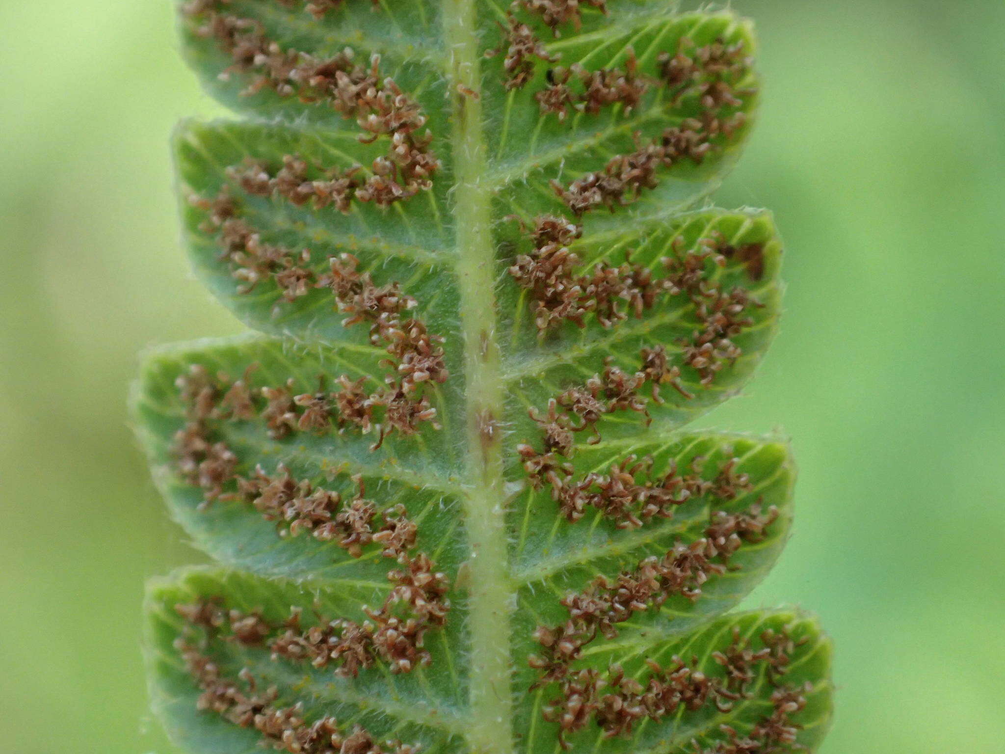 Imagem de Cyclosorus striatus (Schum.) Ching