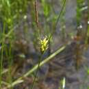Carex oligosperma var. oligosperma resmi