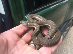 Image of Thamnophis elegans vagrans (Baird & Girard 1853)