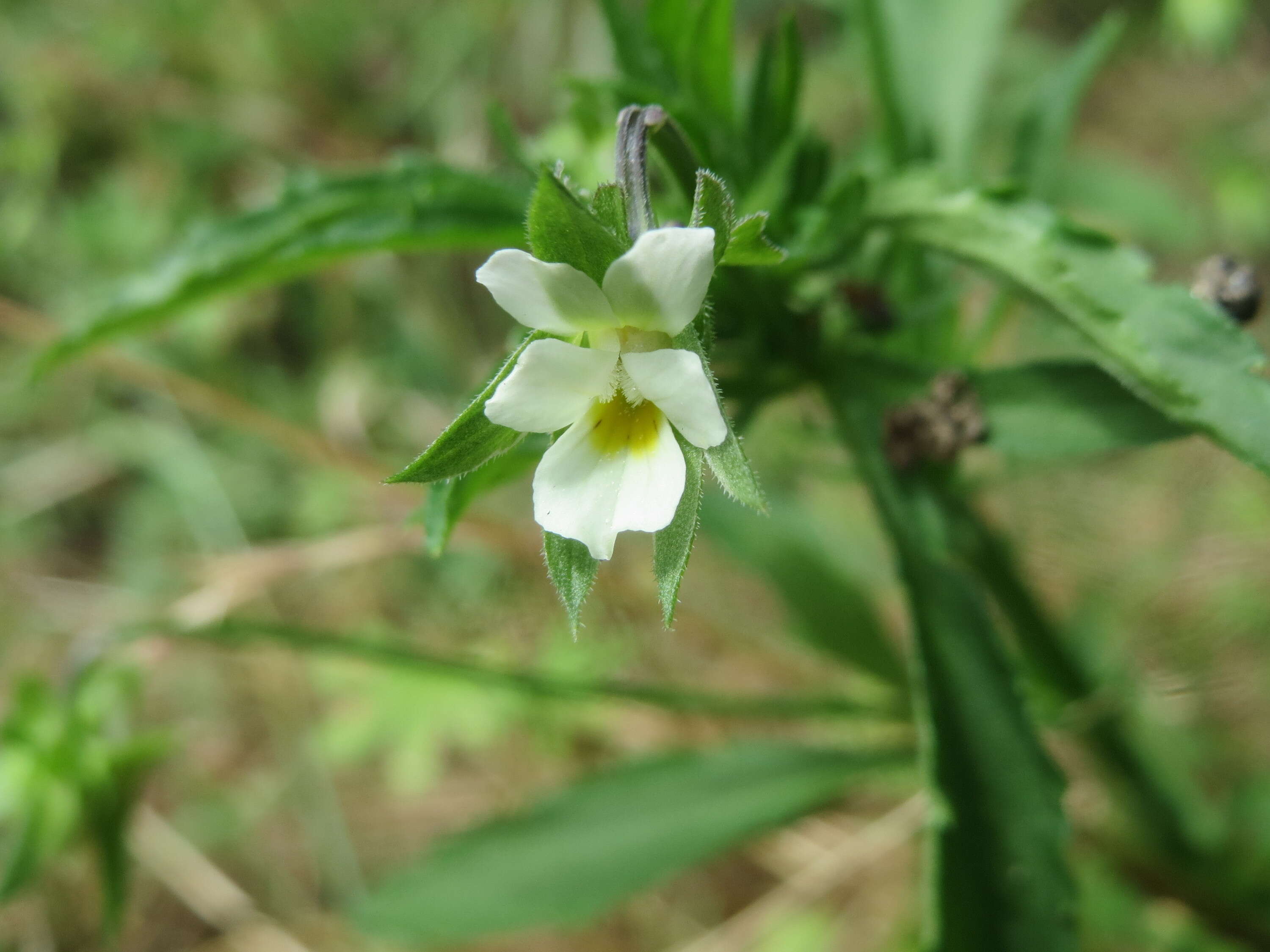 Слика од Viola arvensis Murray