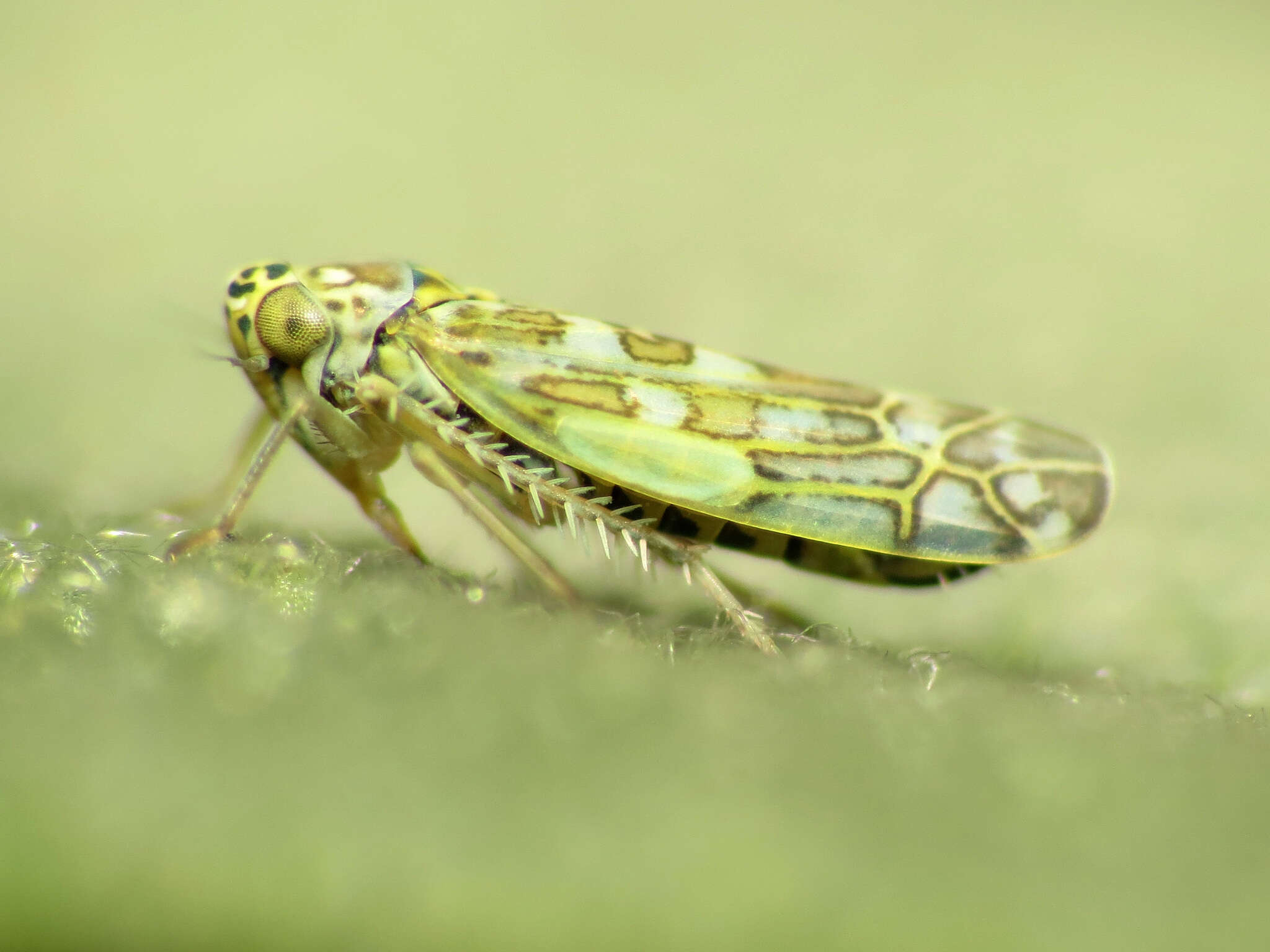 Image of Ligurian Leafhopper