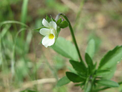 Image of Field Pansy