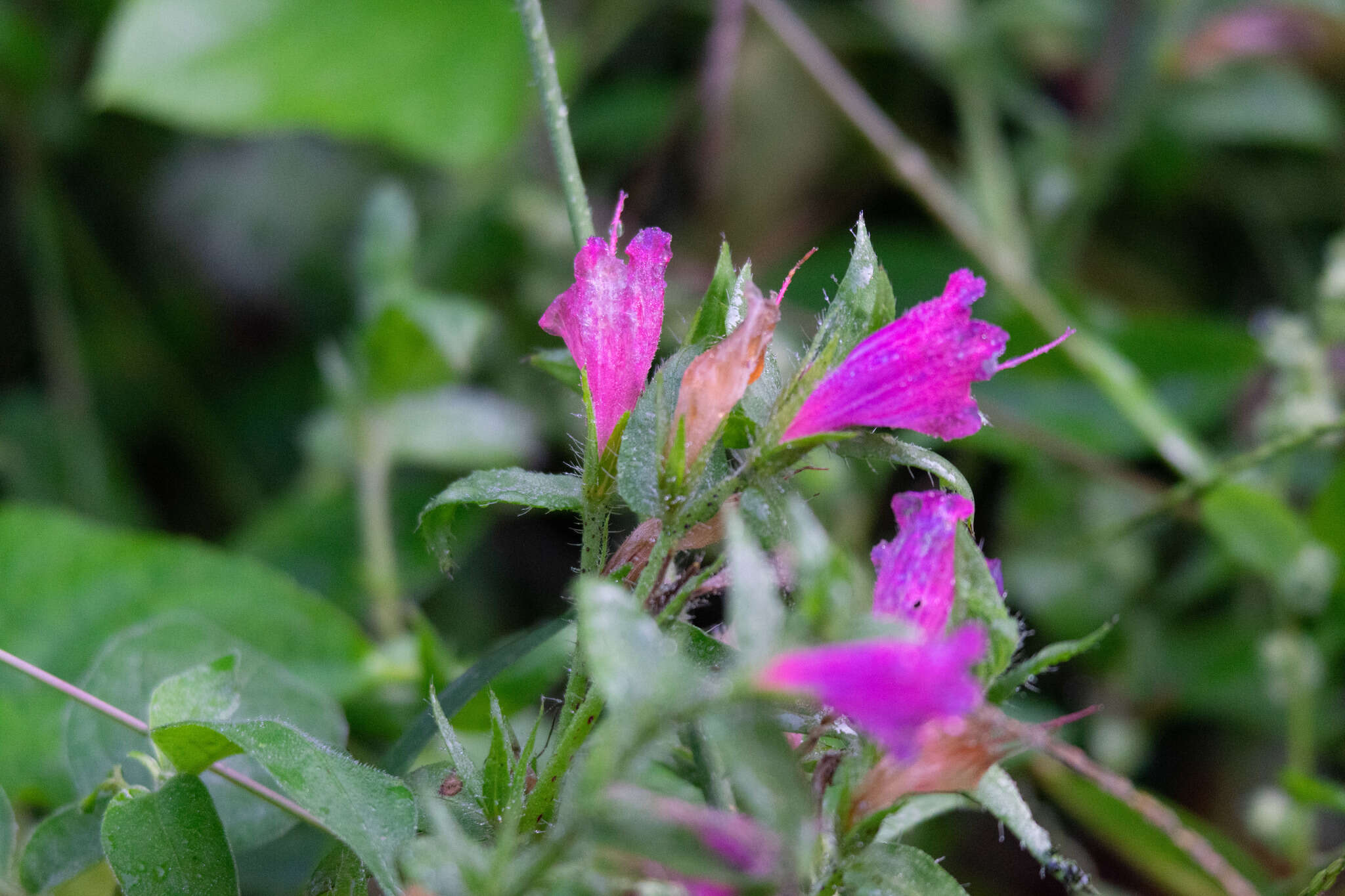 Plancia ëd Echium rosulatum Lange