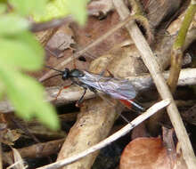 Image of ichneumon wasps