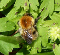 Image of Common carder bumblebee