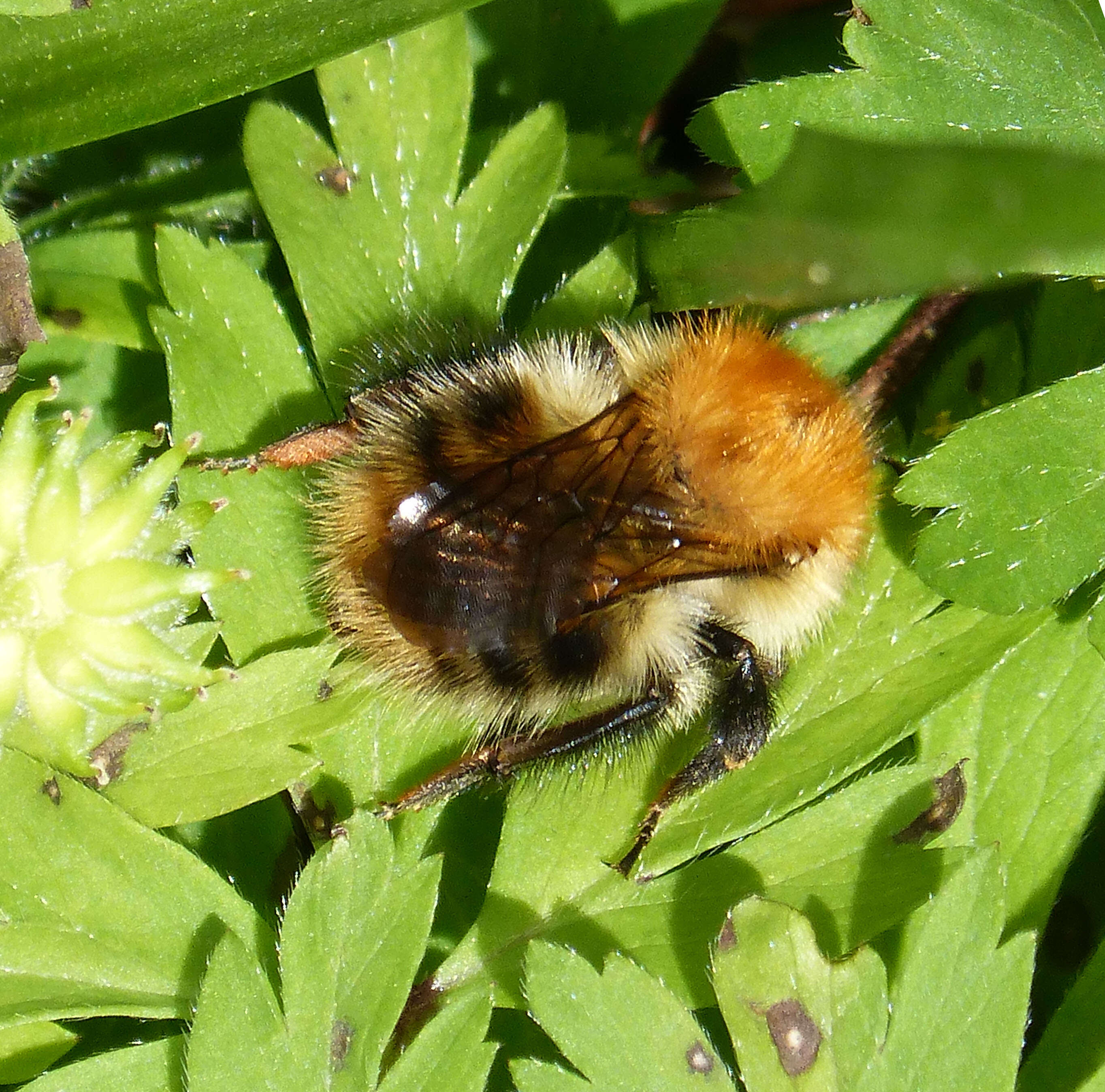 Image of Common carder bumblebee