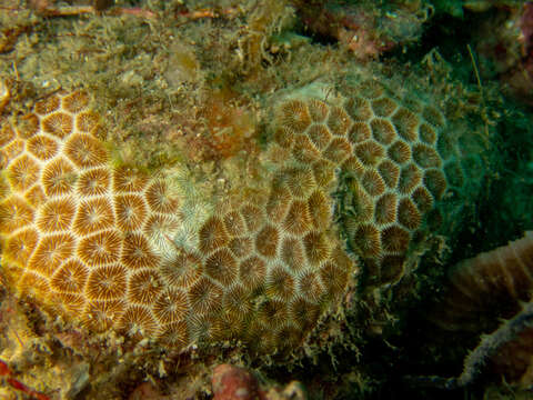 Image of False Pillow Coral