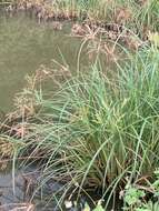 Image de Cyperus exaltatus Retz.