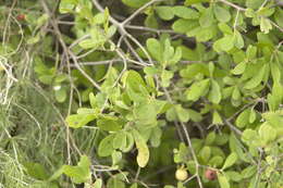 Diospyros lycioides subsp. lycioides的圖片