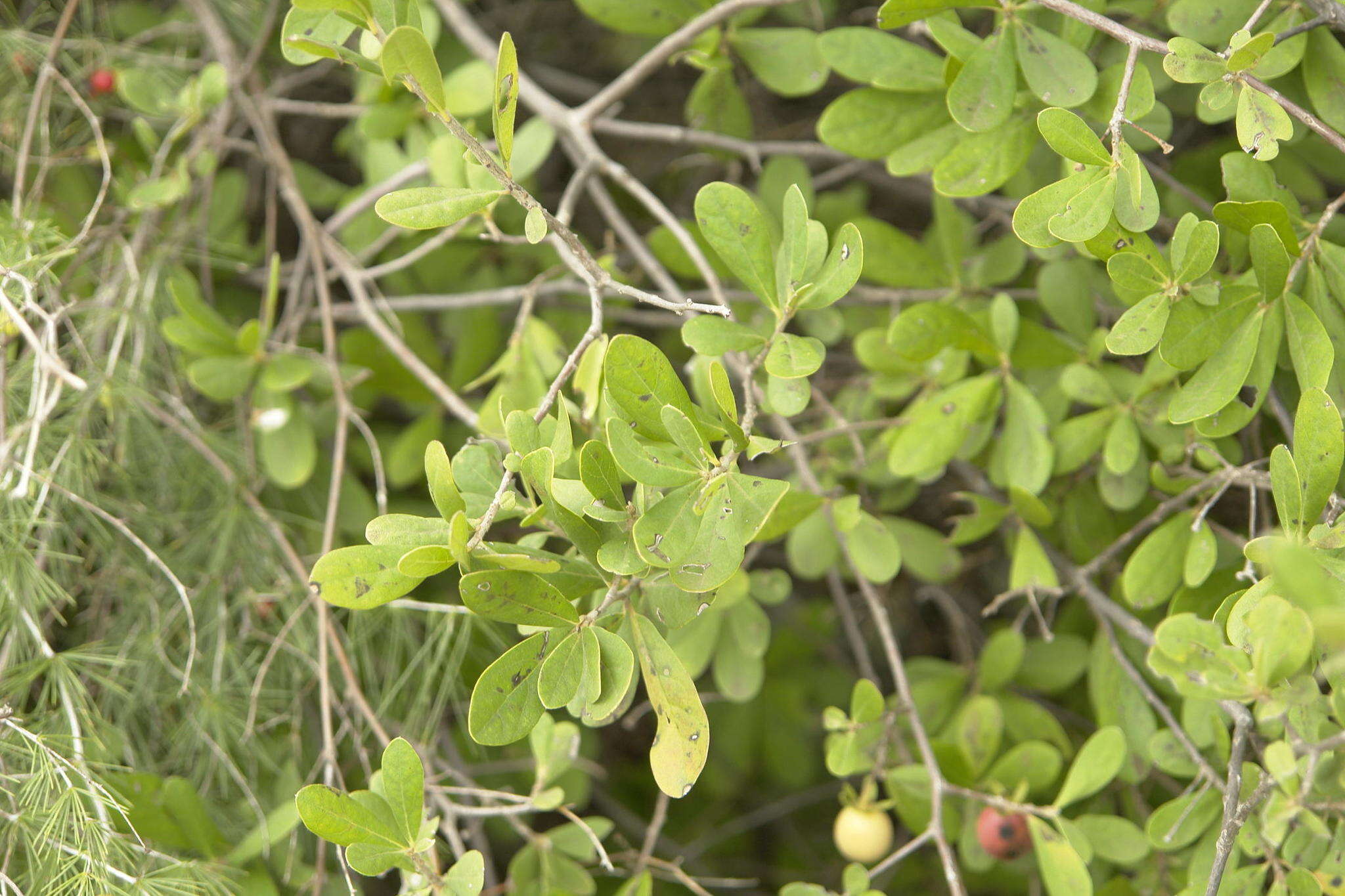 Sivun Diospyros lycioides subsp. lycioides kuva