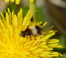 Image of Leucozona lucorum (Linnaeus 1758)