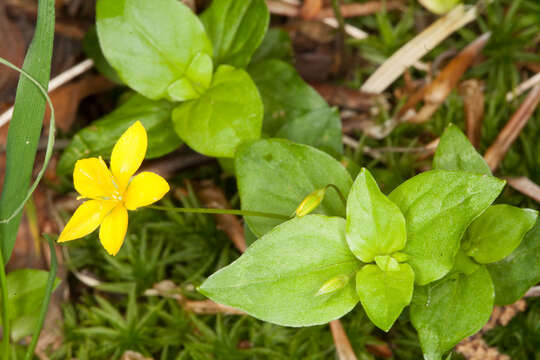 Lysimachia nemorum L. resmi