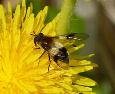 Leucozona lucorum (Linnaeus 1758) resmi