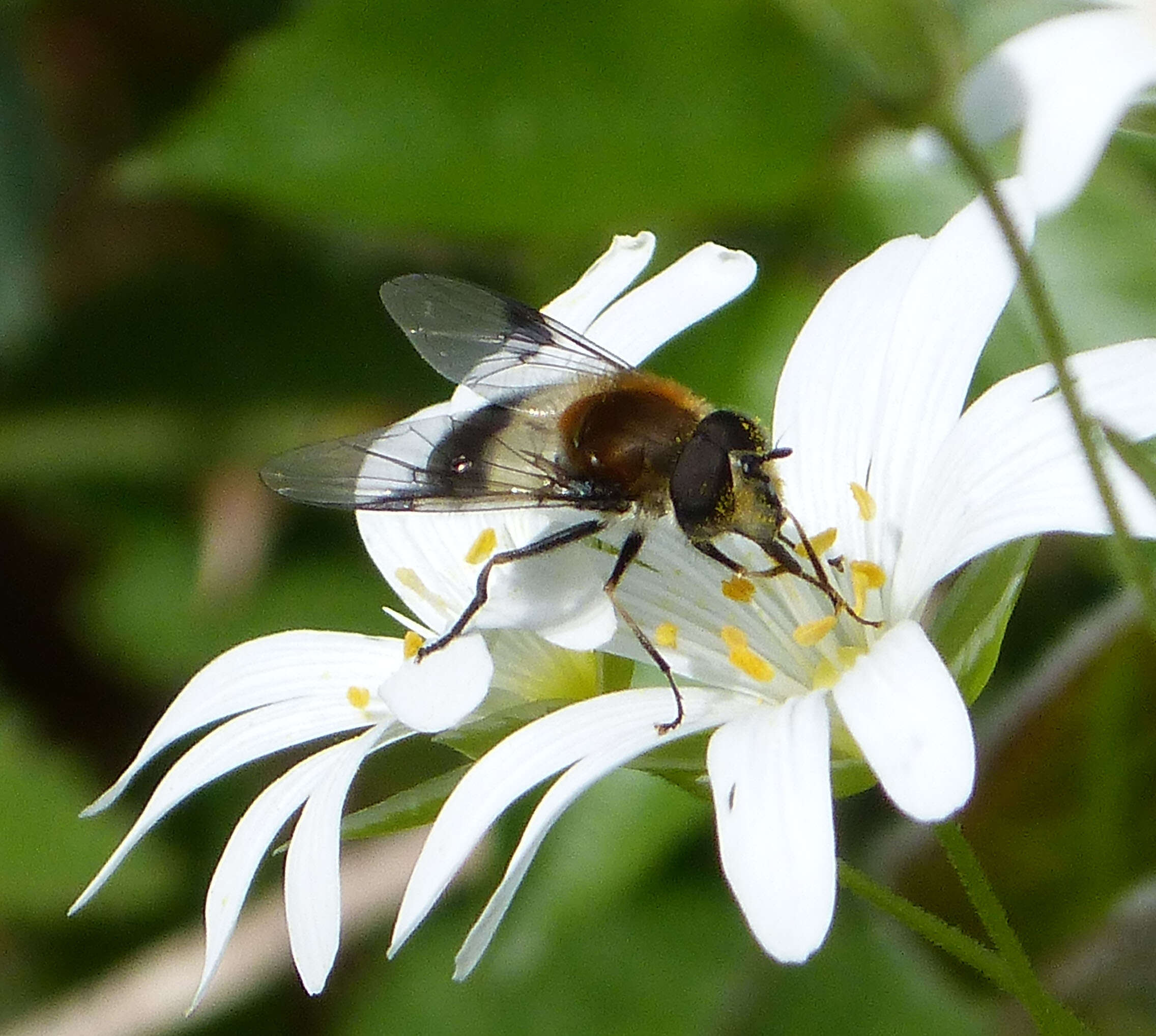 Leucozona lucorum (Linnaeus 1758) resmi