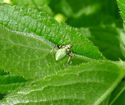 Image of Calocoris alpestris (Meyer-Dur 1843)