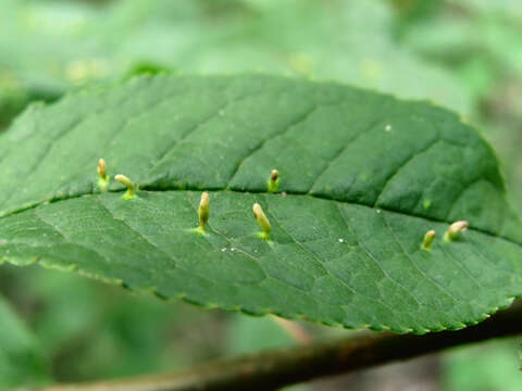 Image of Phyllocoptes eupadi