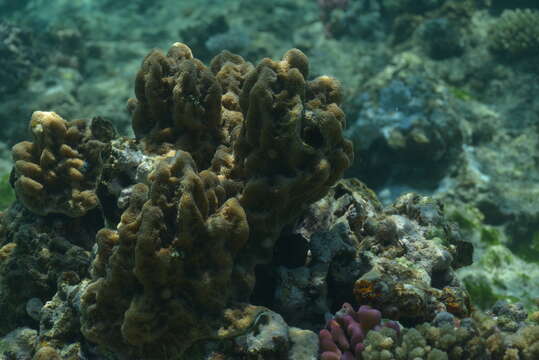 Image of Nuggety branching coral