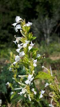 Image of White ribbon bush