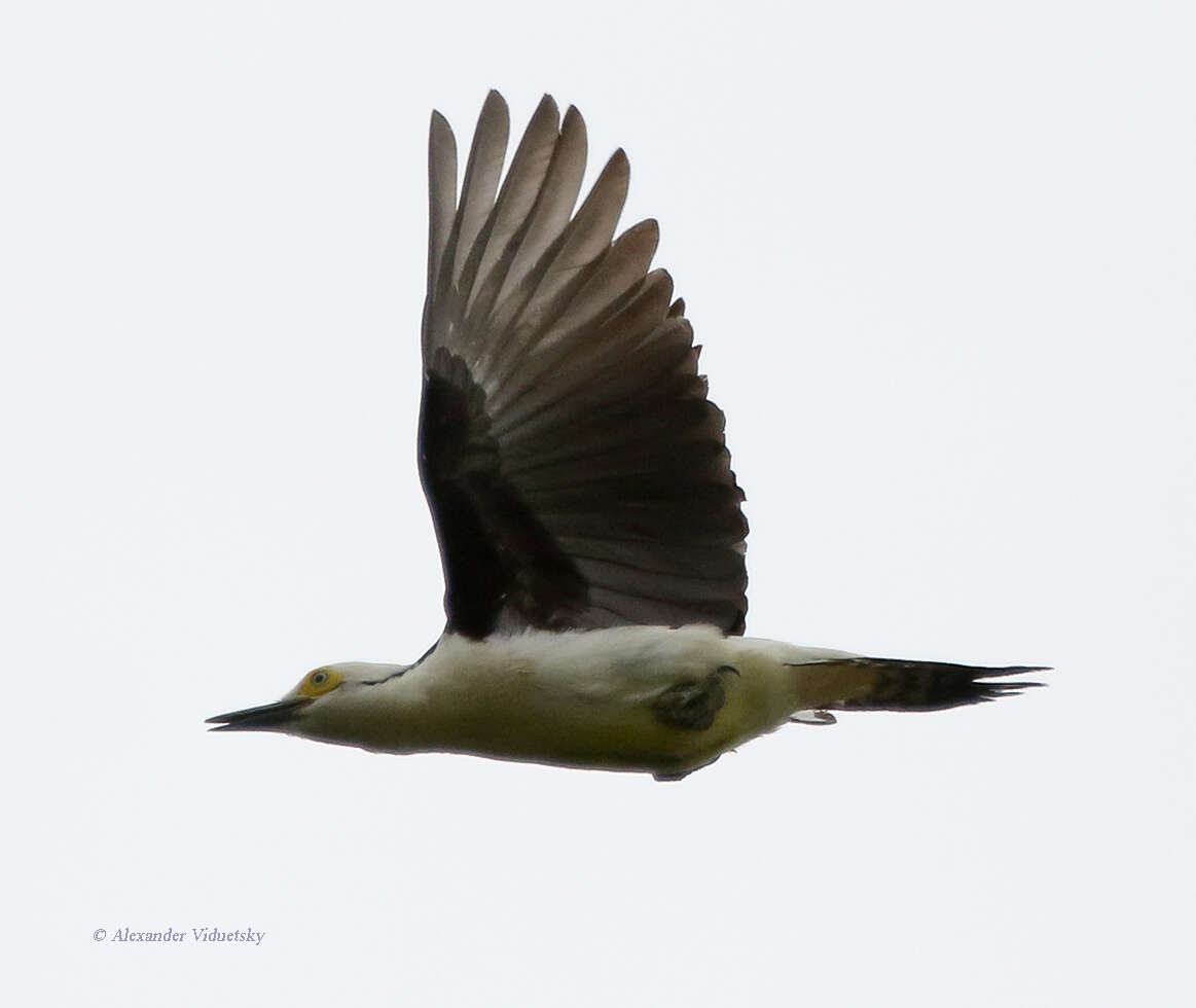 Image of White Woodpecker