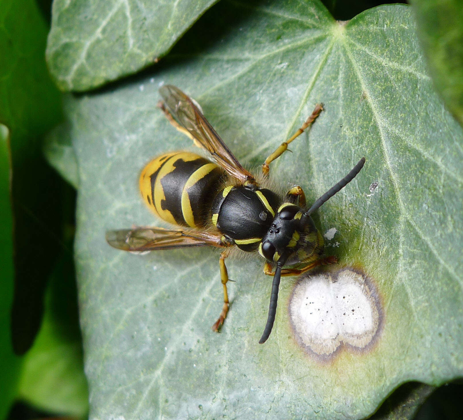 Image of Common wasp