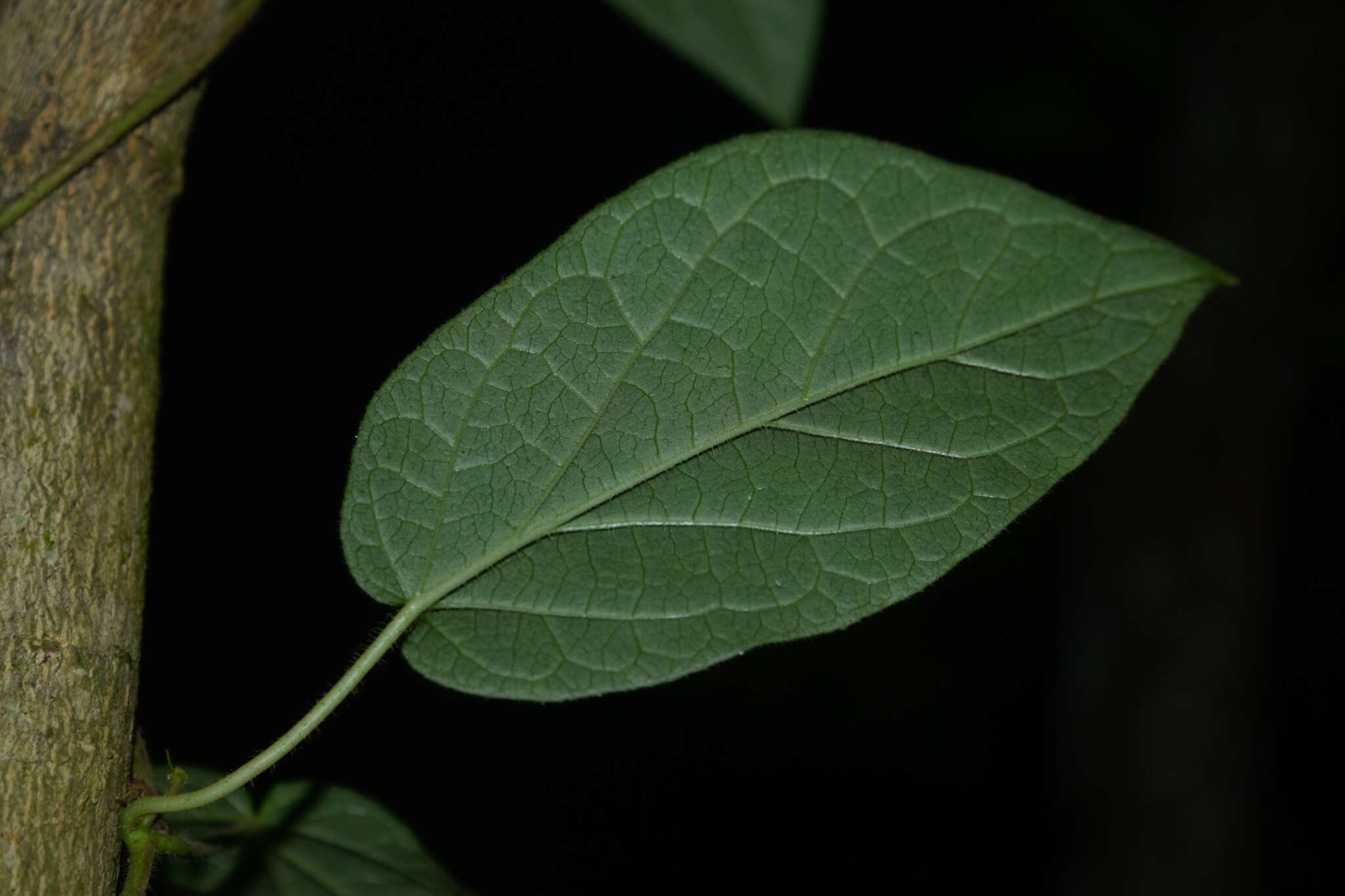 Image of Matelea araneosa (J. D. Sm.) R. E. Woodson