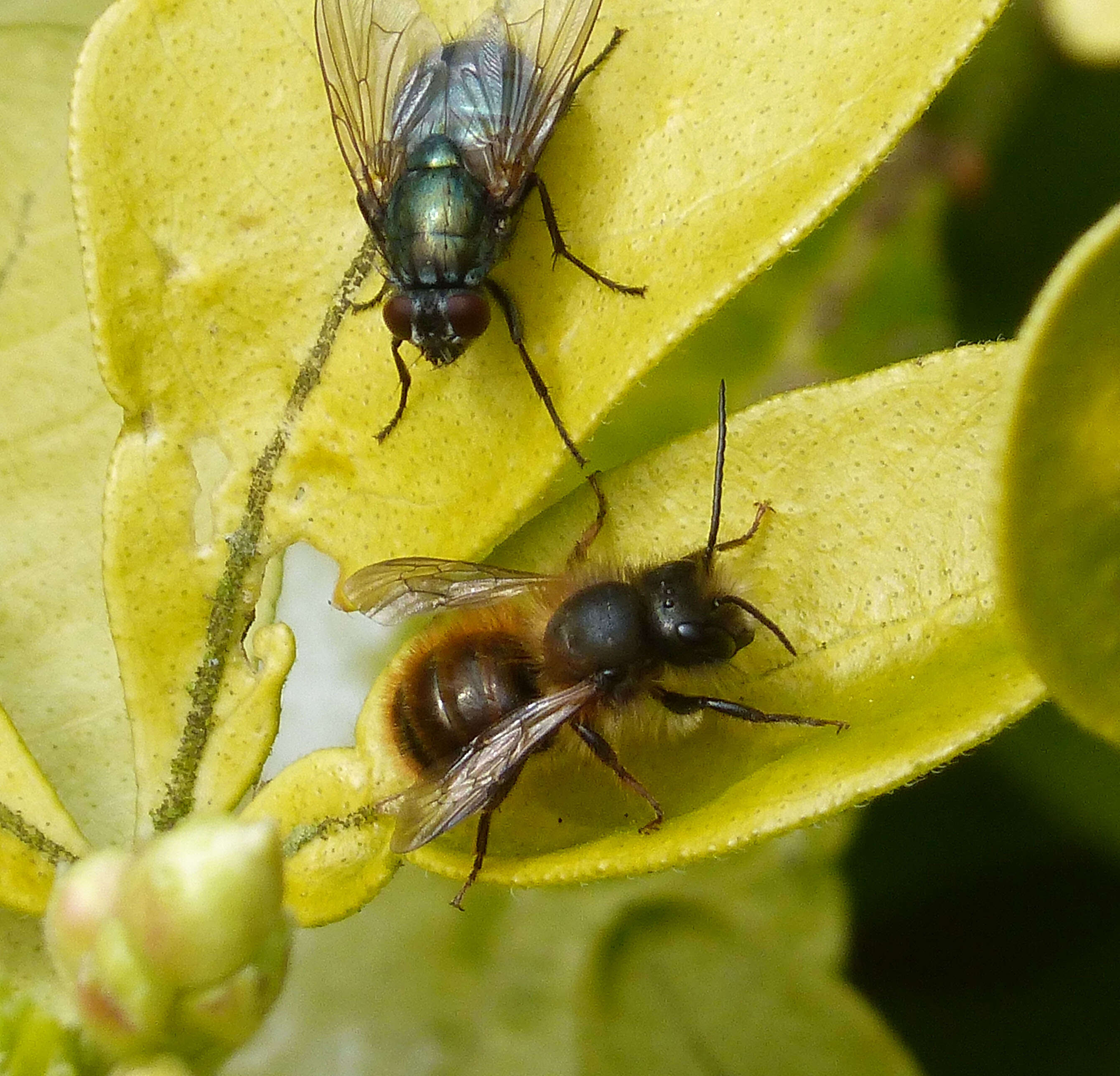 Image of Osmia rufa (Linnaeus 1758)