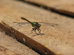 Image of Green Gomphid