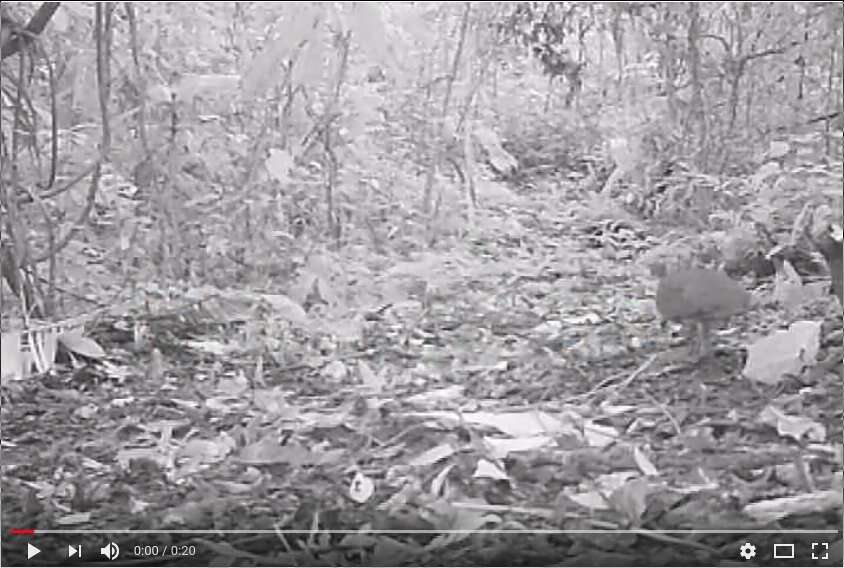 Image of Great Tinamou