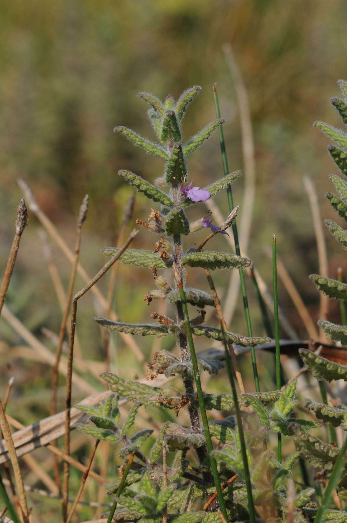 Image of Water germander